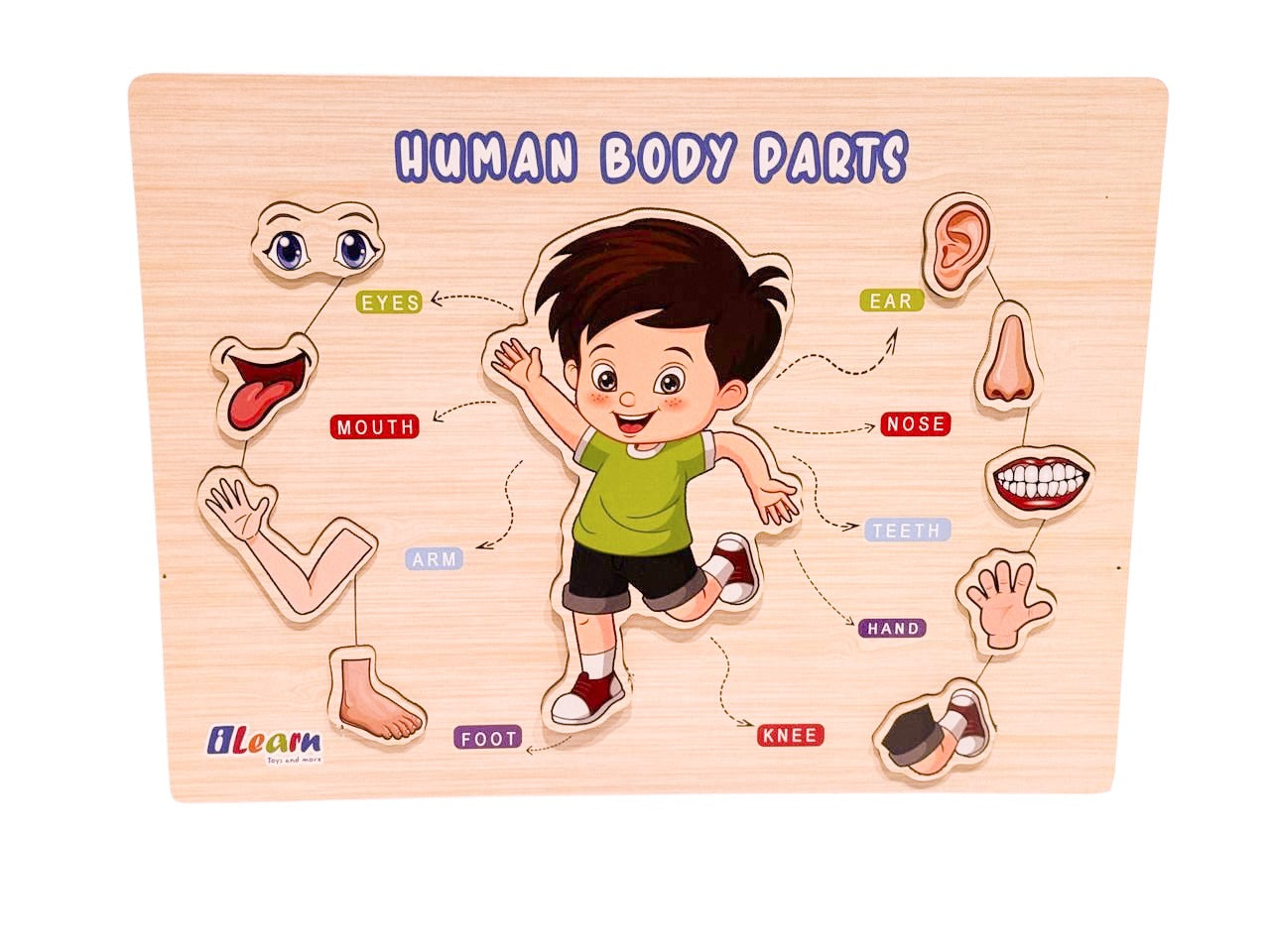 What's Inside - Human Body