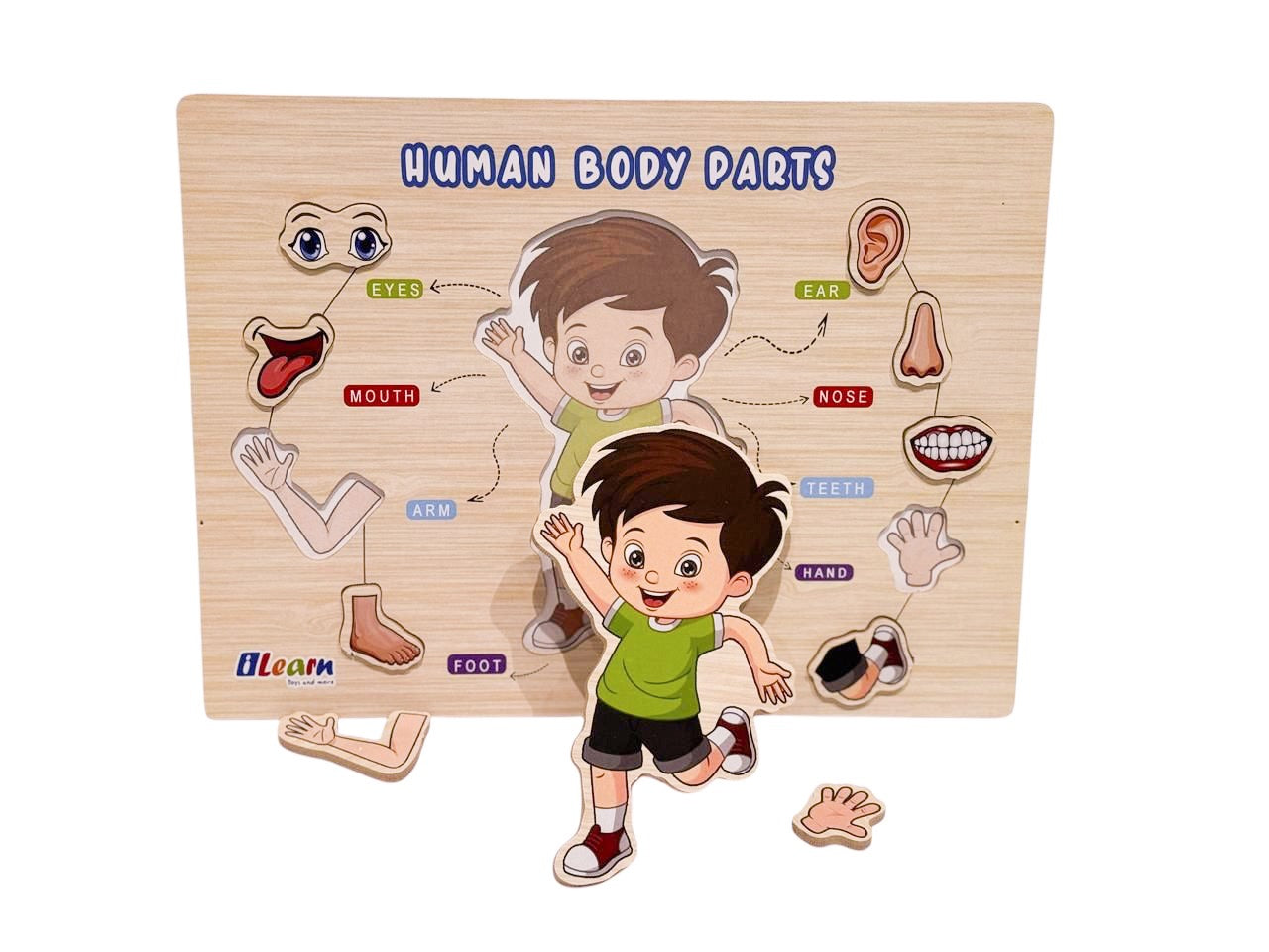 What's Inside - Human Body